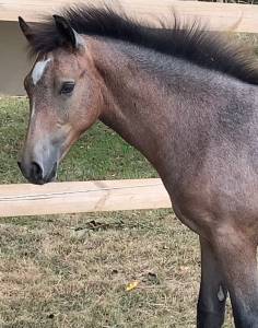 Filly French Saddle Pony For sale 2025 Roan