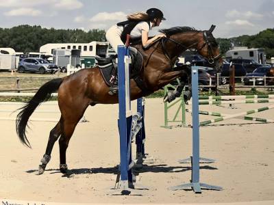 Hongre, 7 ans 