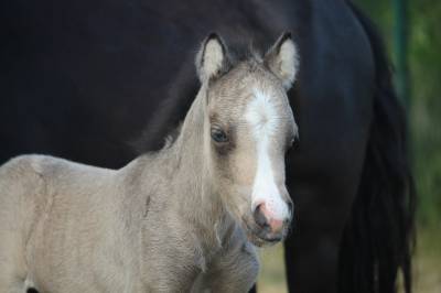Colt Welsh Part Bred For sale 2025 Buckskin