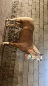 Mare Welsh Pony (Section D), Welsh Cob For sale 2008 Palomino