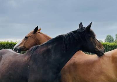 Haras prynn 