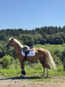 Pony palomino deportivo - doma clásica, salto y ocio.