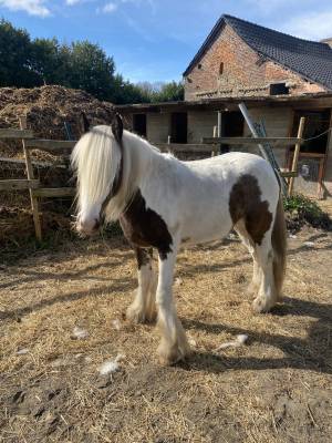 Irish cob de 2 ans 