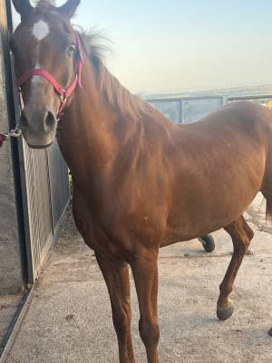 Caballo alazan arabe 
