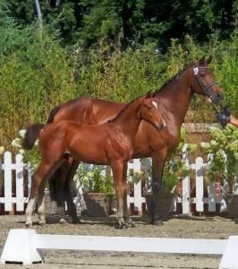 Lieve knappe hengstveulen 
