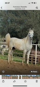 Puledrone puro sangue arabo (figlio di shangai ea)