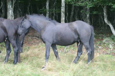 Caballo castrado mérens en venta 2023 negro