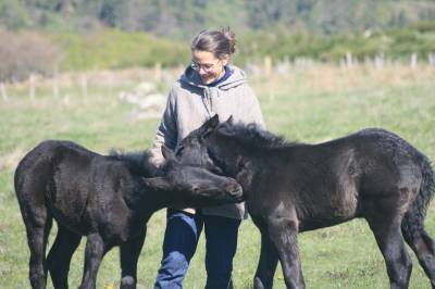 Puledro mérens in vendita 2025 nero