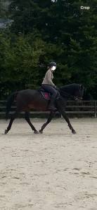 Recherche quart de pension pour cheval polyvalent 