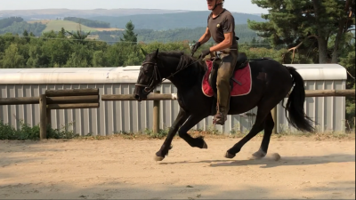 Caballo castrado mérens en venta 2022 negro por obao de sie