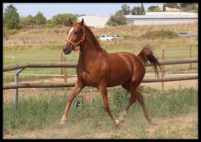Mare No Origin Recorded For sale 2022 Chesnut