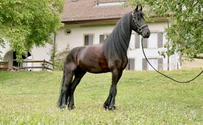 Chevaux frisons à vendre 
