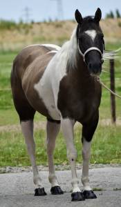 SUPERBE JUMENT PAINT A VENDRE 