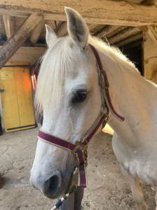 Ruin Welsh Pony (Section C) Half pension 2008 Schimmel