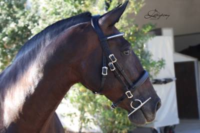 Cabezada clásica de cuero lazypony/clincher bridle lp