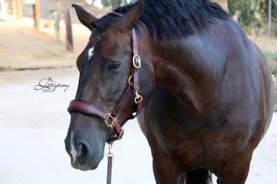 Cabezada de сuadra classic lazypony/ patent halter lp