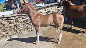 Filly Franche-Montagne For sale 2025 Chesnut