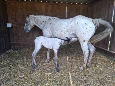 Pouliche pp rbp (croisée appaloosa fondation)
