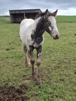 Pouliche pp rbp (croisée appaloosa fondation)