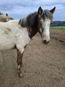Pouliche pp rbp (croisée appaloosa fondation)