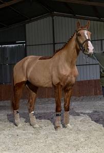 Gelding Zangersheide For sale 2021 Chesnut
