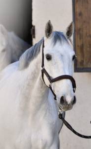 Merrie Zangersheide Te koop 2014 Schimmel ,  Cristal la silla