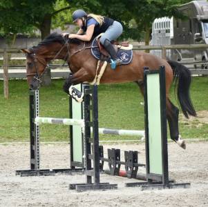 Gelding bwp belgian warmblood for sale 2021 bay