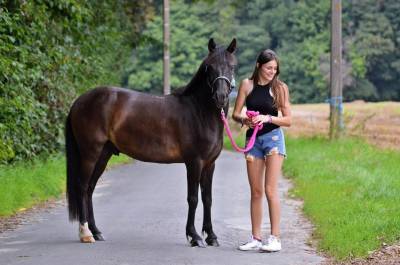 Poneys 138cm - Hongre - 12 ans 