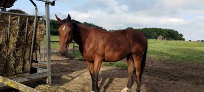 Hongre sf par andiamo semilly 