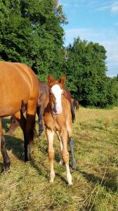 Colt origin recorded for sale 2025 coloured