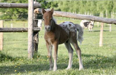 Poulain miniature/shetland