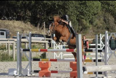 Gelding French Saddle Pony For sale 2015 Chesnut