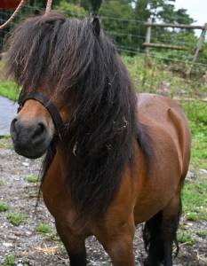 Castrone shetland in vendita 2016 baio