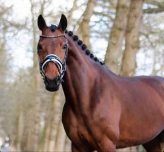 Mare KWPN Dutch Warmblood For sale 2016 Bay