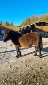 Gelding shetland pony for sale 2019 bay