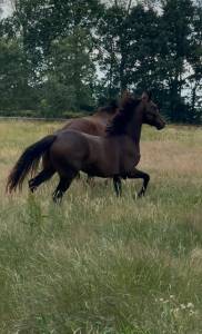 Veel belovende merrie