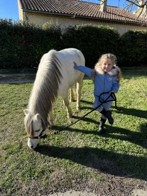 Gelding Welsh Pony (Section A) For sale 2009 Grey