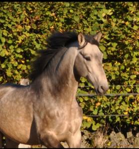 Entier pure race espagnole