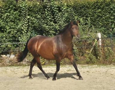 Jument pure race espagnole