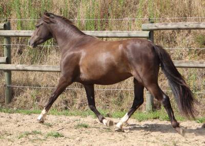 Ruin welsh pony (section b) te koop 2022 zwart , hilin prince rondo