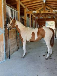 Puledra paint horse