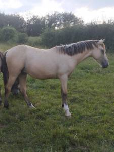 Entire French Saddle Pony For sale 2023 Buckskin