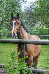 Hongre 9ans pour toutes disciplines 