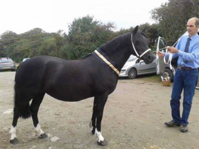Mare Welsh Pony (Section C) For sale 2011 Black