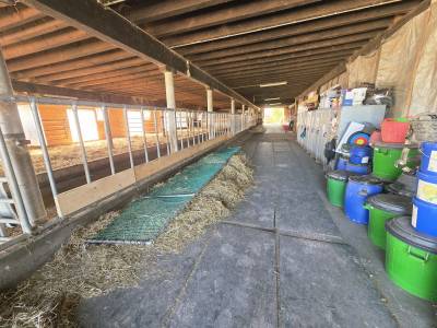 Pension chevaux en stabulation libre 