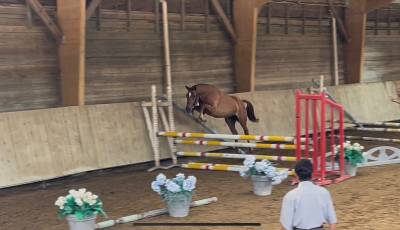 Mare Welsh Part Bred For sale 2023 Chesnut