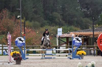 Mare Connemara For sale 2017 Grey