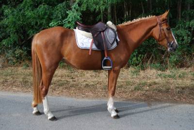 Merrie Franse rijpony PFS Te koop 2022 Lichte manen en staart ,  Karacho Buiss