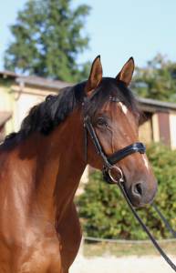 Cavalla kwpn cavallo da sport neerlandese in vendita 2016 baio , eye catcher