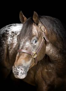 Appaloosa 